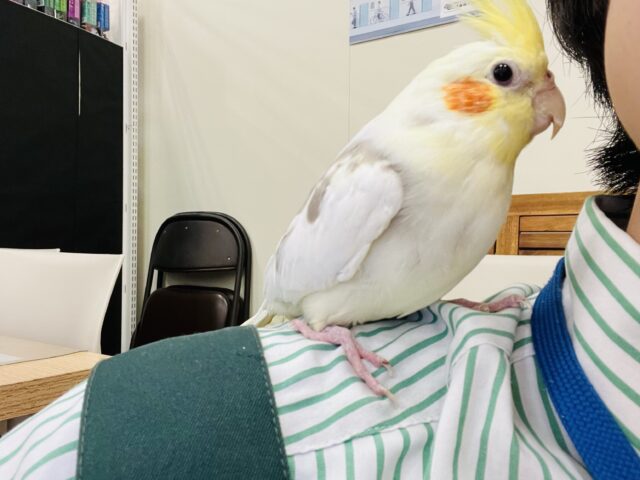 オカメインコ