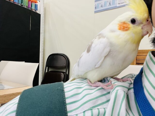 オカメインコ