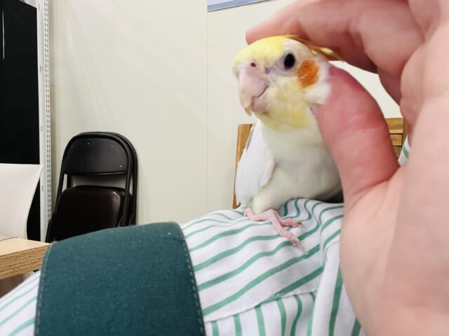 オカメインコ