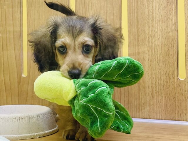 ワンニャン祭開催中‼️甘えん坊ボイスが止まらない❣️女の子らしいミニチュアダックスちゃん❤️