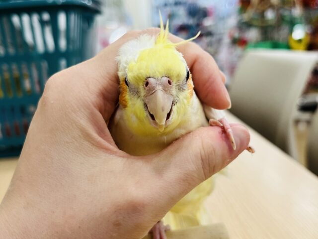 オカメインコ