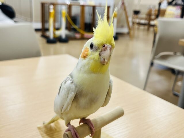 オカメインコ