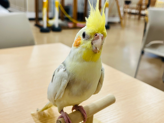 肩の上から降りたくないのっ‪☆オカメインコ(シナモンパイド)