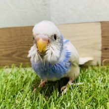 個性が溢れるブルーです💙セキセイインコのパイド！！