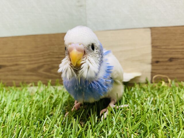 個性が溢れるブルーです💙セキセイインコのパイド！！