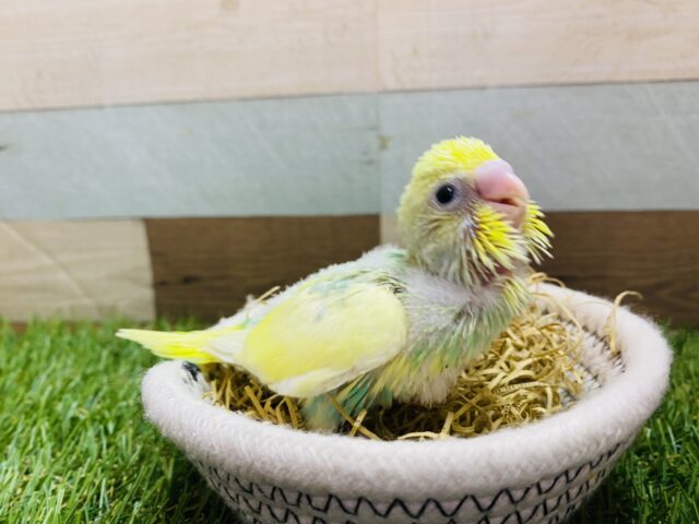 セキセイインコ