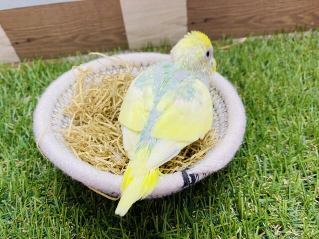 セキセイインコ