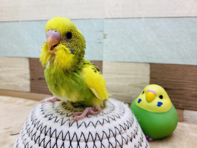 最新画像有ります❗️仲間とパシャり📸いつまでも相棒だよ〜💕セキセイインコ（パイド）