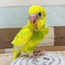 最新画像有ります🍀バッチリカメラ目線決めちゃうよ〜👌可愛いお顔のセキセイインコ（スパングルパイド）⭐️