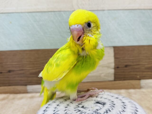 最新画像有ります🍀バッチリカメラ目線決めちゃうよ〜👌可愛いお顔のセキセイインコ（スパングルパイド）⭐️