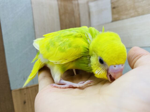 セキセイインコ