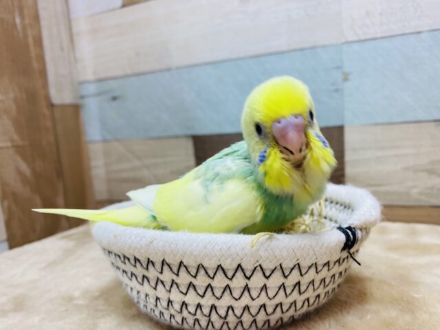 最新画像有ります❗️キラキラと輝く宝石箱や〜✨魅力たっぷりなセキセイインコ（パステルカラーレインボーパイド）🌈