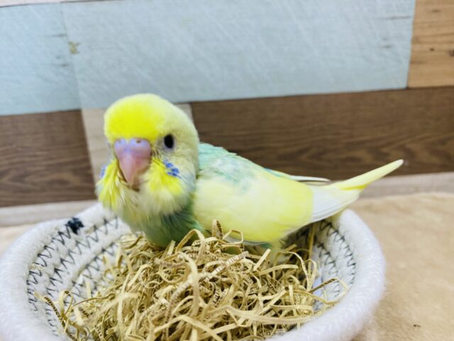 セキセイインコ