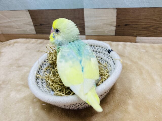 セキセイインコ