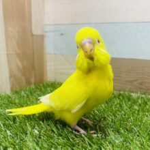 最新画像有ります❗️イエローパワーでみんなを明るく照らしちゃう💛真っ黄色なセキセイインコ（ルチノー）❤️