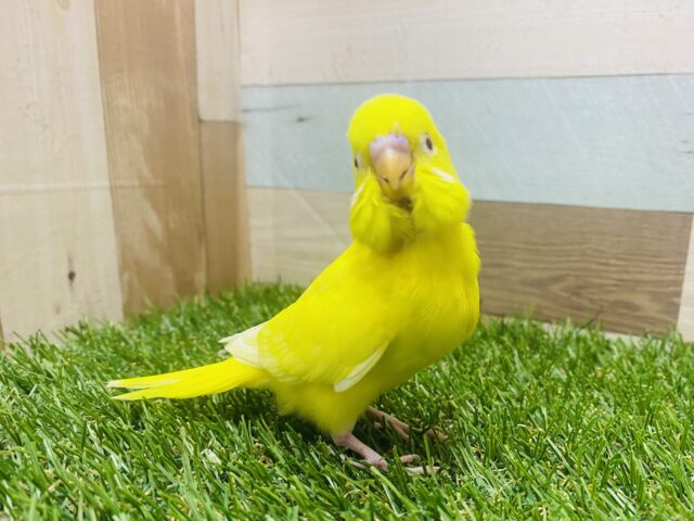 最新画像有ります❗️イエローパワーでみんなを明るく照らしちゃう💛真っ黄色なセキセイインコ（ルチノー）❤️