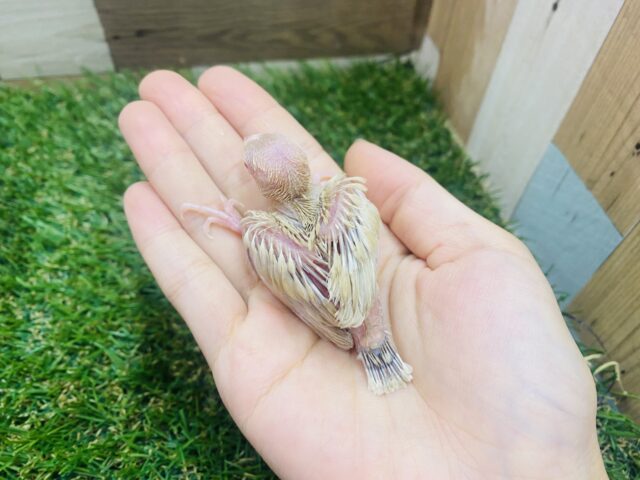 シナモン文鳥