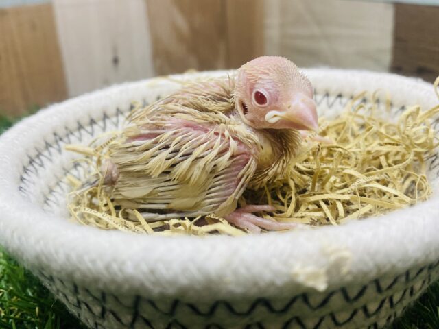 優しいシナモンカラーは人気者✨うぶうぶなシナモン文鳥🤎