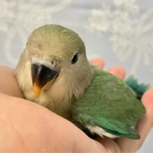 きらきら〜✨探せ2種のエメラルド💎💚.*コザクラインコ(ブルーチェリー2024年8月生まれ)