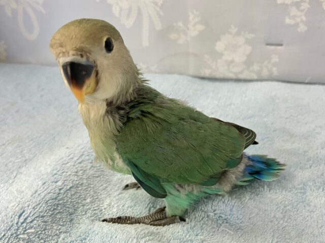 コザクラインコ（小桜インコ）