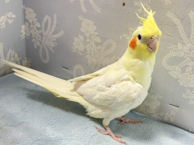 オカメインコ