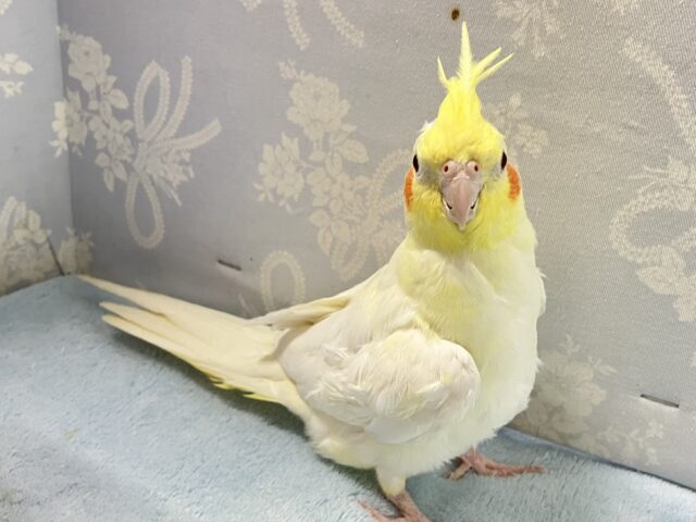 オカメインコ