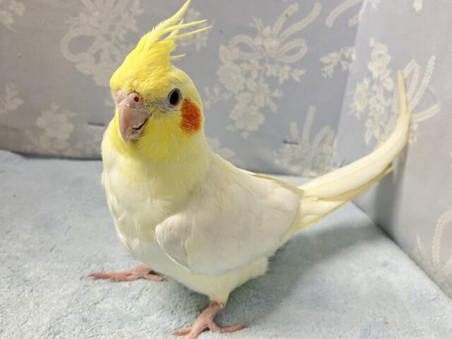 オカメインコ