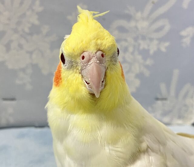 オカメインコ