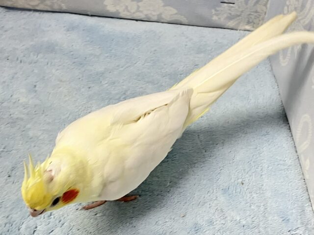 オカメインコ