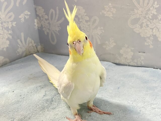 オカメインコ