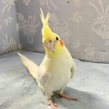 冠羽の束は三つ編み待ち？！♾🤭オカメインコ(ルチノー2024年6月生まれ)