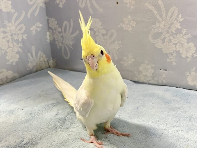 冠羽の束は三つ編み待ち？！♾🤭オカメインコ(ルチノー2024年6月生まれ)