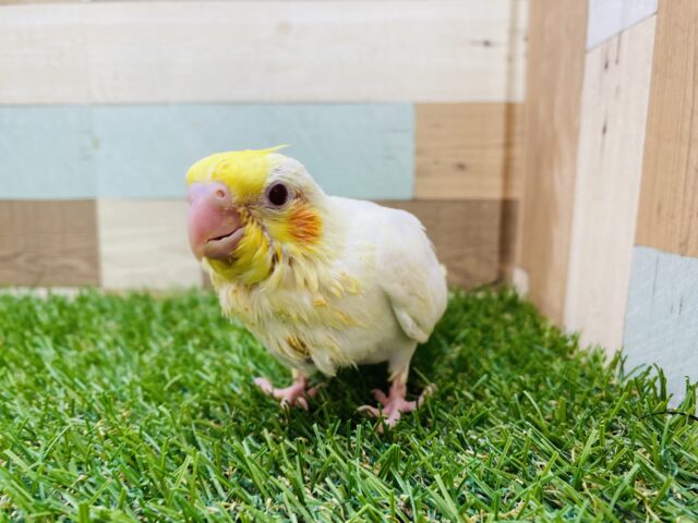 オカメインコ