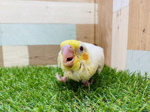 オカメインコ