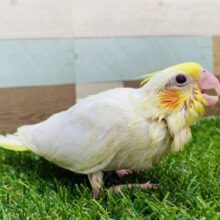 最新画像有ります❗️元気印の黄色い冠がステキですっ👑オカメインコのルチノー！！