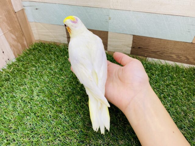 オカメインコ