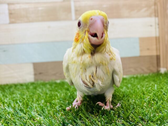 オカメインコ