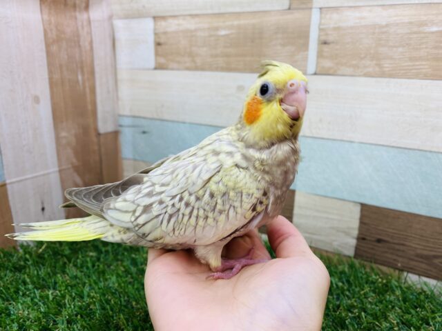 オカメインコ