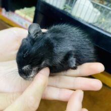 カキカキ⭕️なでなで⭕️あと１匹になります～❣️元気いっぱい！ブラックのデグー入舎しました〜♪