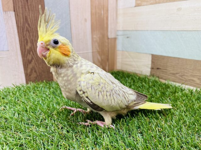 オカメインコ