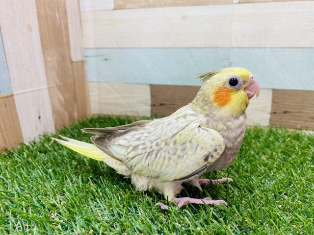 オカメインコ