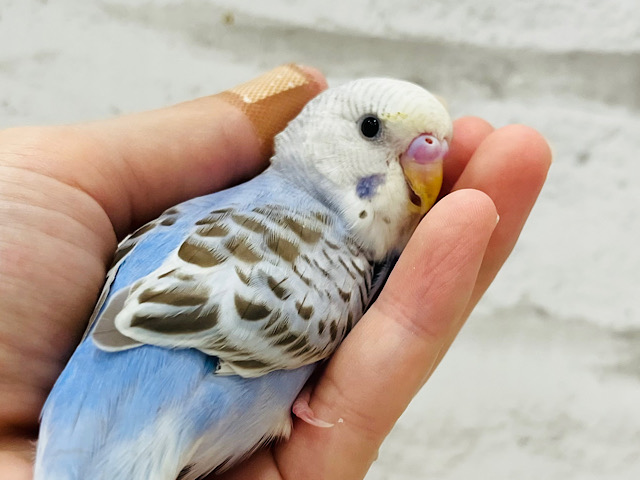 【最新画像更新🪄】すでに。。ｶｷｶｷの良さ、しってるっぽい☆　セキセイインコ　シナモンオパーリン～～