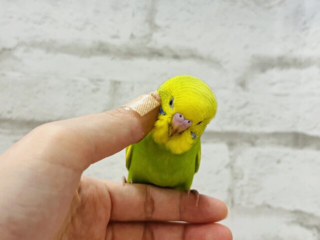 セキセイインコ