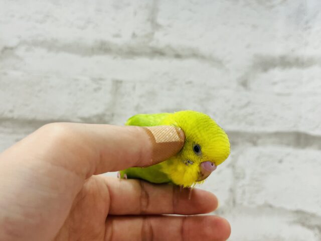 セキセイインコ