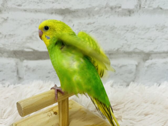 セキセイインコ