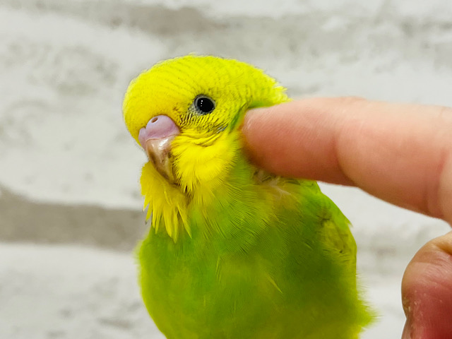 【最新画像・動画更新🪄】元気いっぱいな菜の花☆　セキセイインコ　スパングル～～