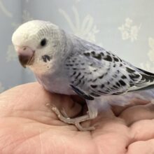 光の加減でメタモルフォーゼ？！💜🩶セキセイインコ(オパーリン) 2024年8月生まれ