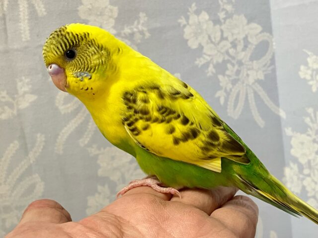 セキセイインコ