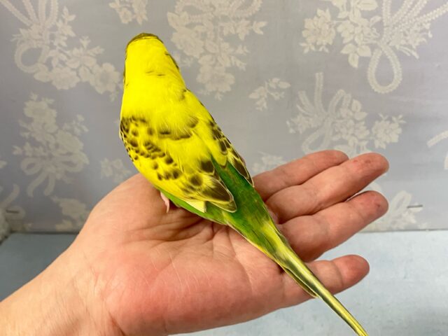 セキセイインコ