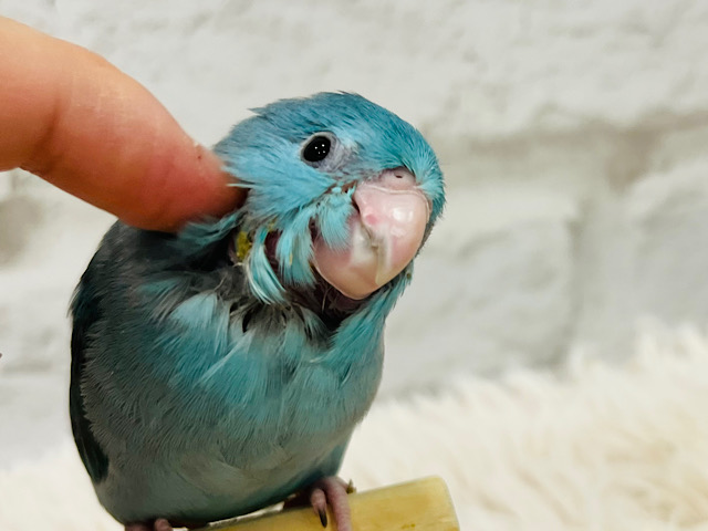 【最新画像更新🪄】幸せを運ぶよ‪𓂃 𓈒𓏸🕊💙マメルリハ(ブルー)女の子